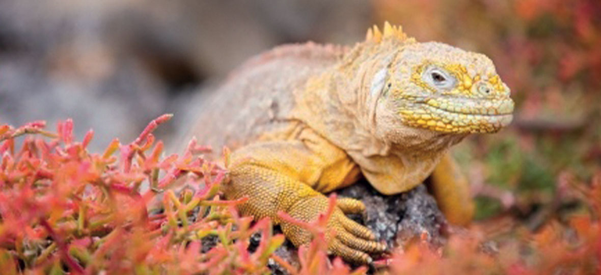 vacances aux Galapagos